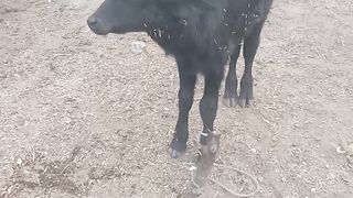 Cute little