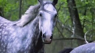 Amazing Colour this Horse