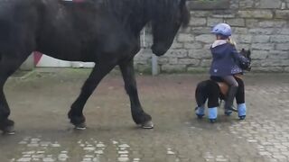 Horse follow the Child