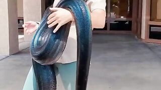 This snake is Longer and shyness