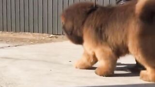 cute dogs