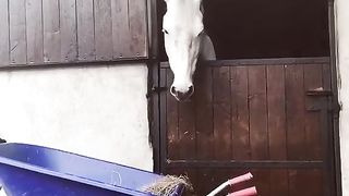 Intelligence Horse