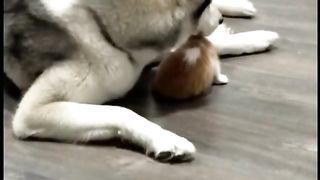 Cat and Wolves are Playing