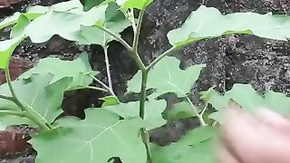 Pelent recovery
