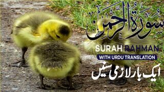 Surah Rahman With Urdu Translation Full | Episode 21 | Quran Tilawat Tarjuma | Tappyala Islamic