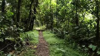 Forest In 4K - The Healing Power Of Nature Sounds | Forest Sounds | Scenic Relaxation Film
