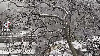 Snowy day