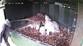 daw attacks kestrel on the nest (jackdaw v kestrel)
