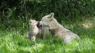 Forest Animals 4k - Amazing World of Forest Wildlife | Scenic Relaxation Film