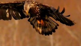Eagle power