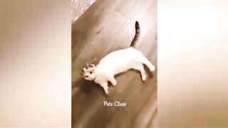 New funny viral video cat and doge 2023