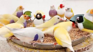 beautiful bird Gouldian finches