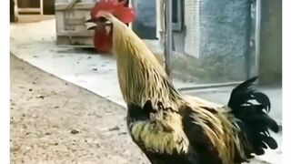 Funny ???? Video ????