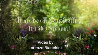 natura bird ???? SPETTACOLARE ???? by Lorenzo Bianchini