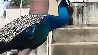 Good morning, peacock