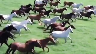 Hourse