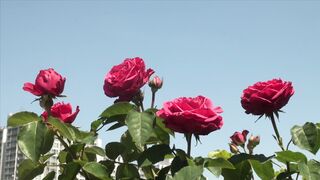 Rose flower and petals
