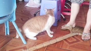 Sweet Kitten Playing