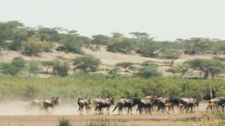best animal documentarie