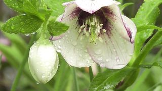 Flowers with rain drops