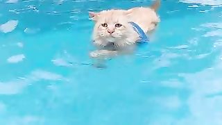 Cat in Pool Funny Movement