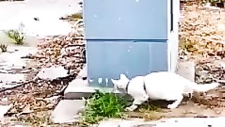 Cat Fun with snake on road with electric box