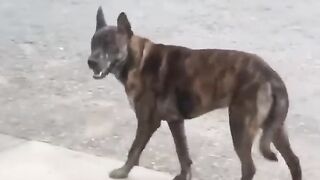 Funniest Videos 2022 ???? Funny Cats ???? and Dogs