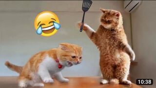 Funny animals videos | funny cat vs funny dog