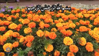 Beautiful Recitation Of Surah Fatir With Urdu Translation