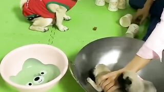 _Funny_and_Cute_Pug_Puppie