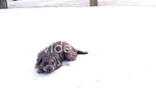 Funny Dog Playing and Jumping