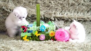 Two cute kitten playing with balls of wool