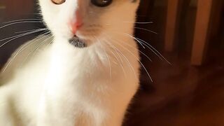 Beautiful Cat