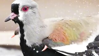 Birds swimming