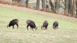 Animal Contest Chamois Herd Of Chamois