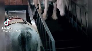 Horses