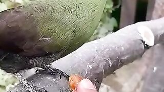 cute Bird