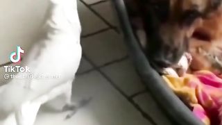 Cockatoo
