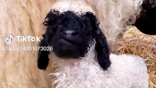 Sheeps