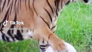 Tigers