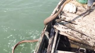 AWSOME fishing|fisherman catching defrent fishes with small hook| 2023