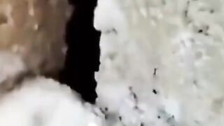 جس نے ایک جاندار کی جان بچائی گویا اس نے ساری انسانیت کی جان بچائی