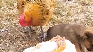 Friendship Hen And Puppy