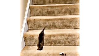 cute and cute cat