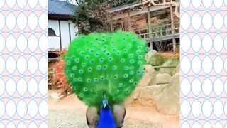 Lovely peacocks video