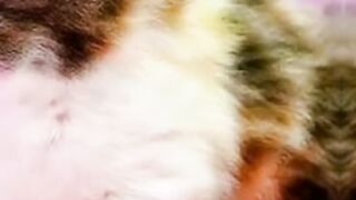 Cat what sapp status video