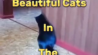 Cute cat Baby