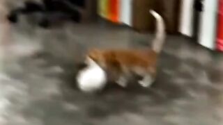 cute and cute cat