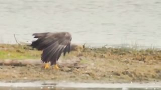 Eagle playing