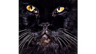 cute and cute cat